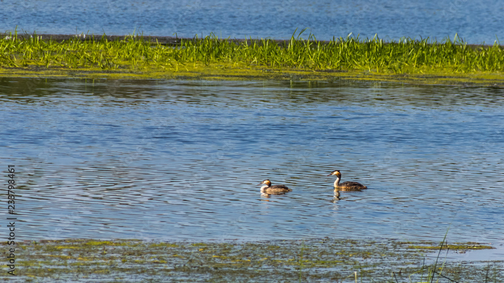 Great Crested Grebe swimming with reflections Great Crested Grebe swimming with reflections