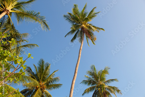 Palm Trees at Paradise Beach © oliviaelisa92