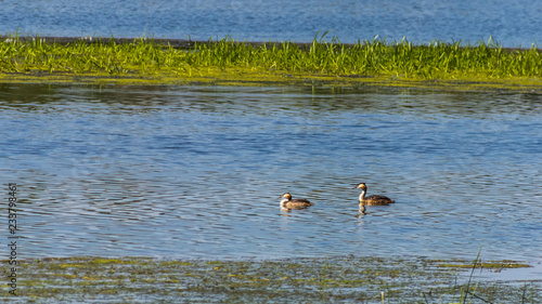 Great Crested Grebe swimming with reflections