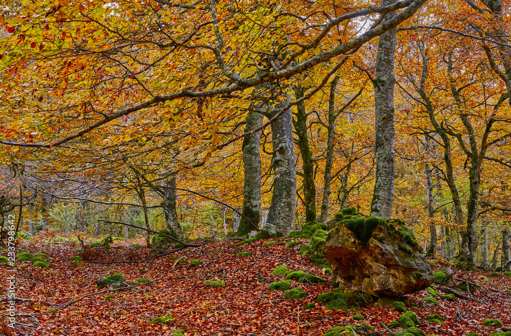 Bosque de colores en otoño