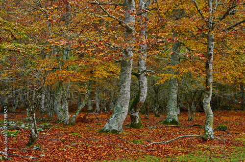 Bosque de colores en otoño