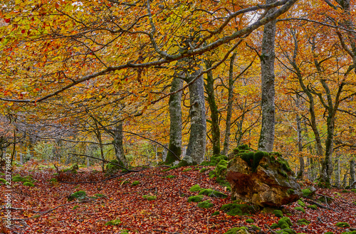 Fototapeta Naklejka Na Ścianę i Meble -  Bosque de colores en otoño
