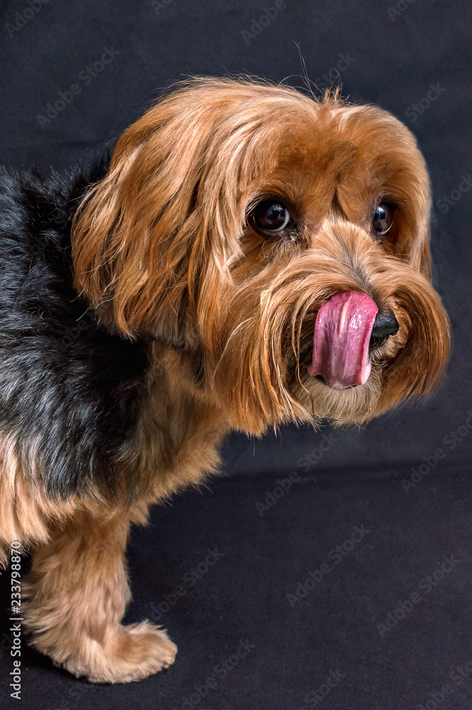 Yorkshire Terrier portrait