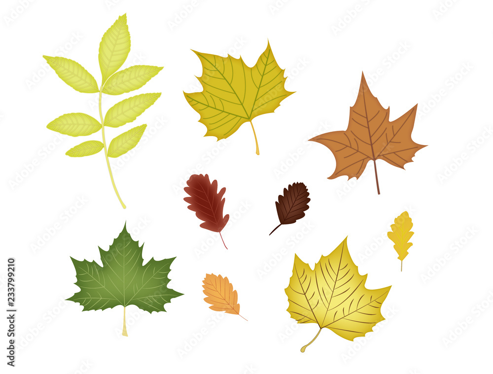 Set of leaves Set of leaves