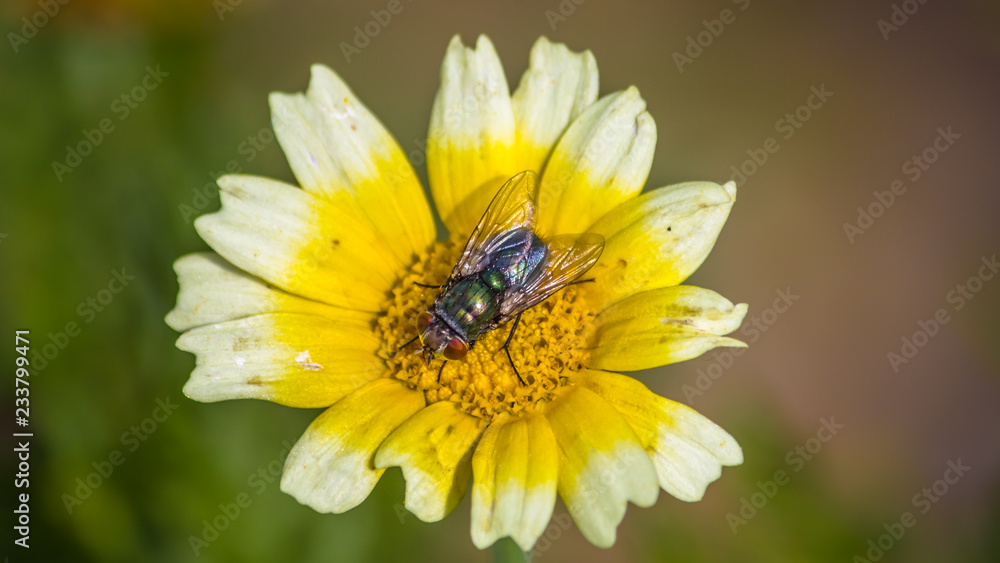 Macro of fly on flower Macro of fly on flower