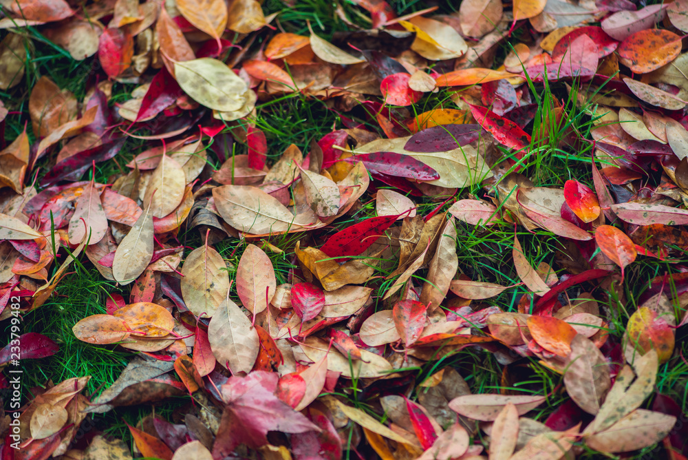 Colorful vibrant autumn leaves background Colorful vibrant autumn leaves background