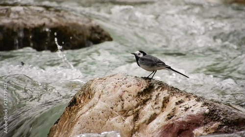 Little bird on rock in raging river