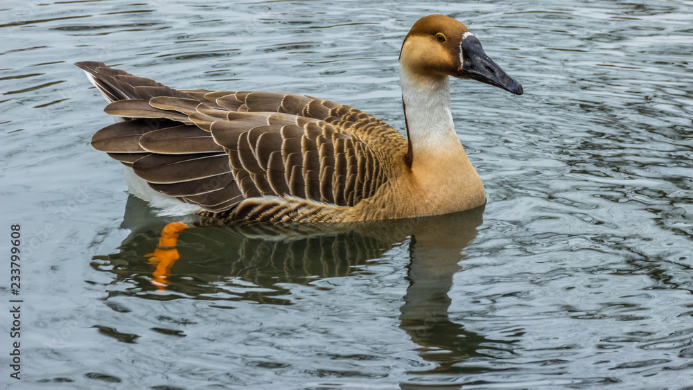 Fototapeta premium Goose swimming in the water with reflections