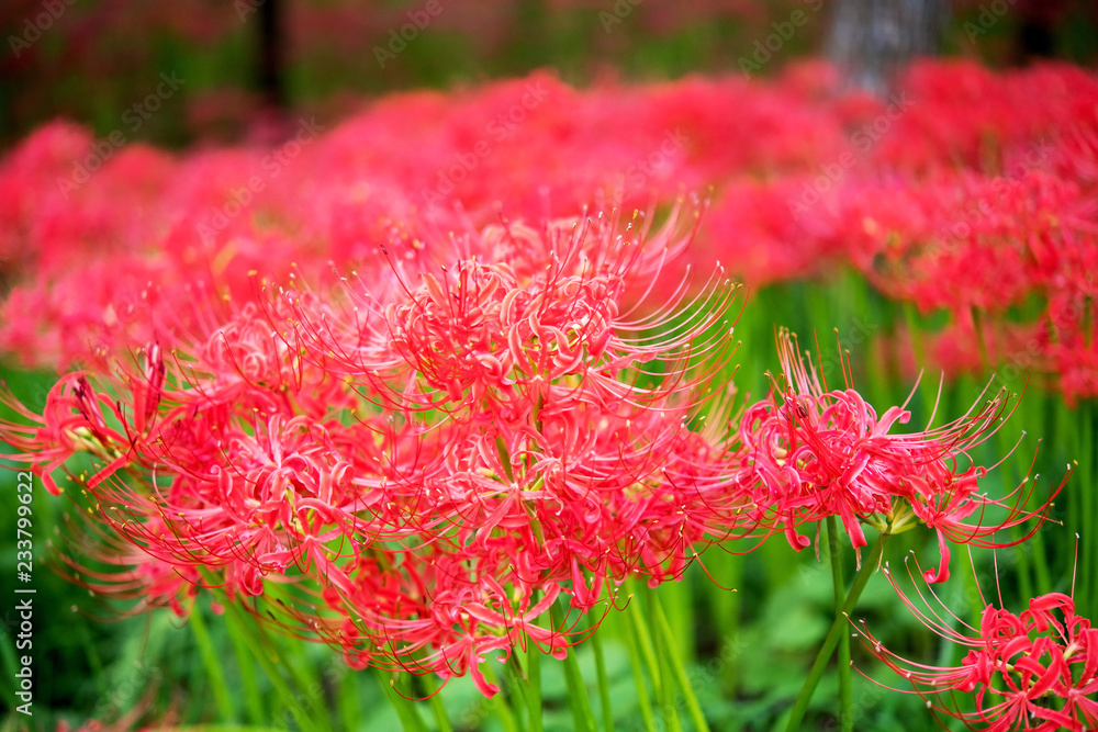 曼珠沙華・ヒガンバナ 曼珠沙華・ヒガンバナ