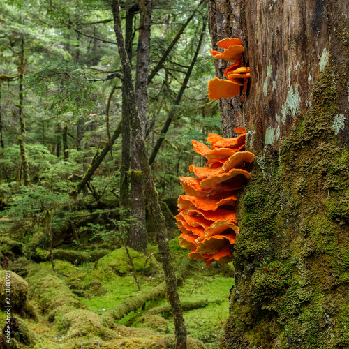 Chicken  of the wood mushroom - edible fungus