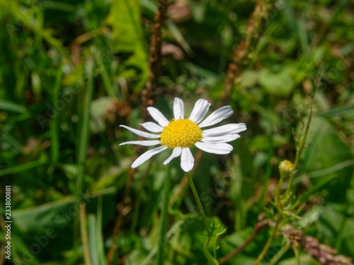chamomile flower in summer on green grass background