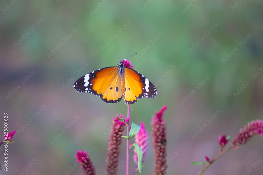 Naklejka premium Beautiful Plain Tiger butterfly sitting on the flower plant with a nice soft background in its natural habitat