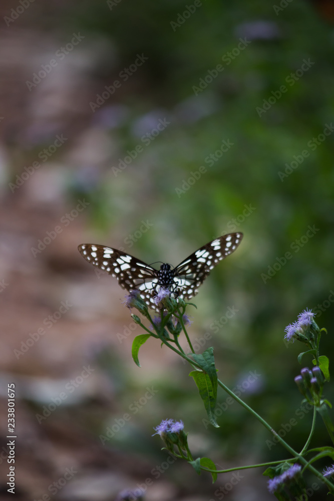 The blue spotted milkweed butterfly sitting on the flower plants in a nice green background The blue spotted milkweed butterfly sitting on the flower plants in a nice green background