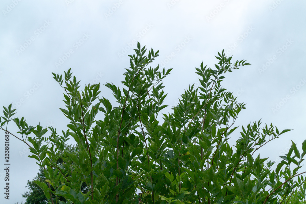 Tree against sky in France. Tree against sky in France.