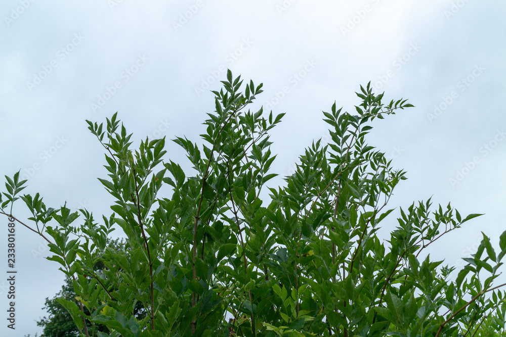 Tree against sky in France.