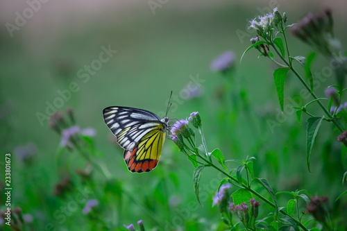 Beautiful Indian Jezebel Butterfly sitting on the flower plant in its natural habitat with a nice soft bluryy green background