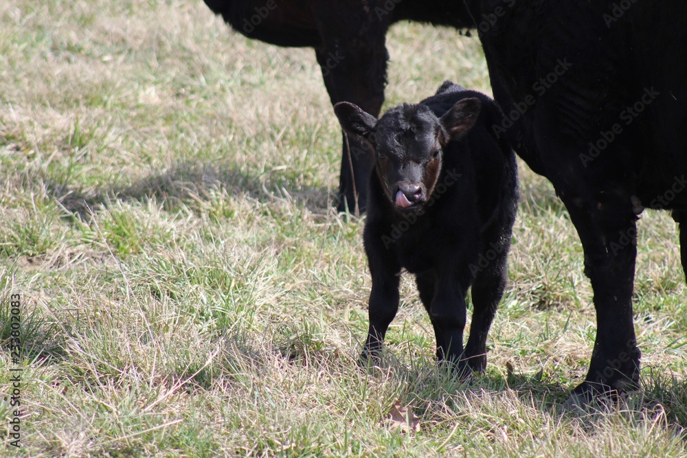 Fototapeta premium Baby Calf