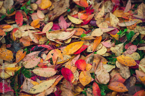 Colorful vibrant autumn leaves background