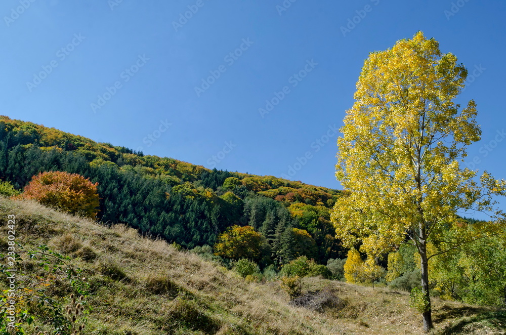 Colorful autumn landscape of yellow autumnal trees, coniferous and deciduous forest with glade in the Vitosha mountain, Bulgaria 