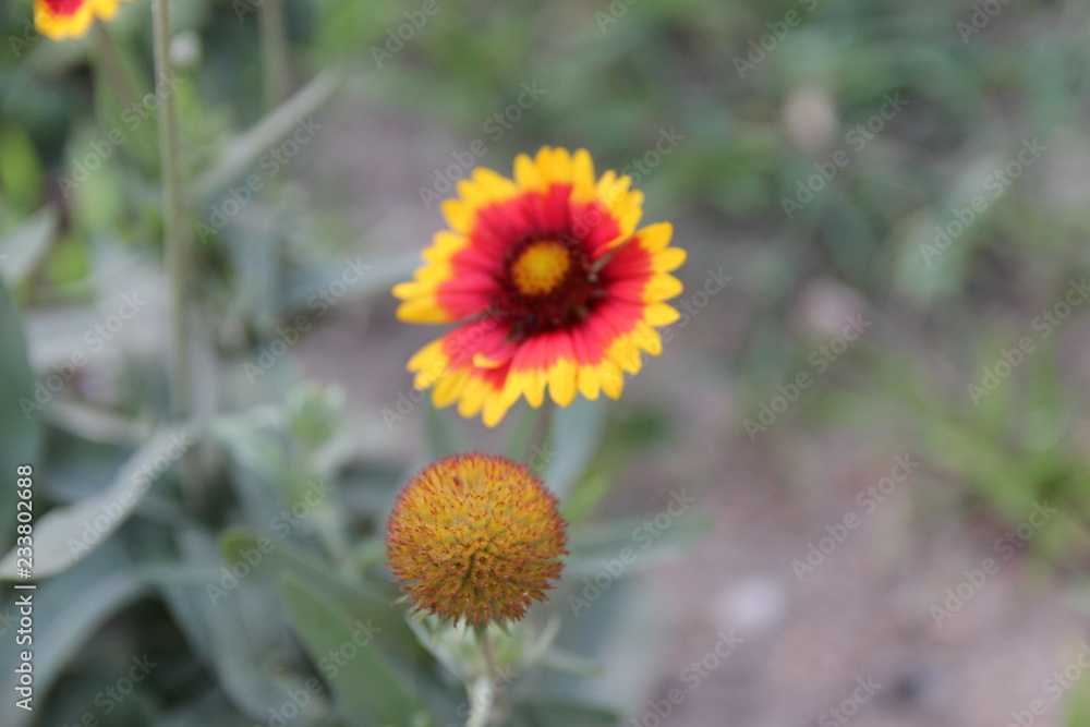 Fototapeta premium Flowers in the nature