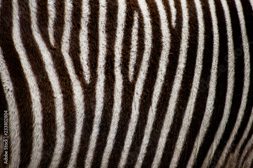 Zebra stripes fur closeup background