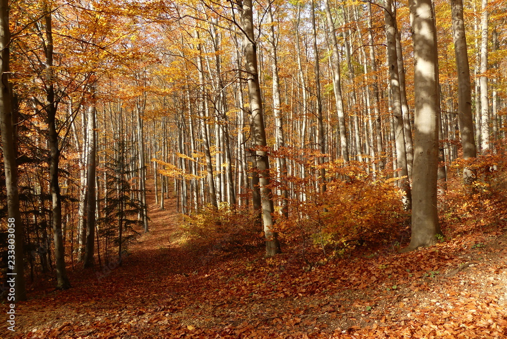 Obraz premium Herbstlandschaft