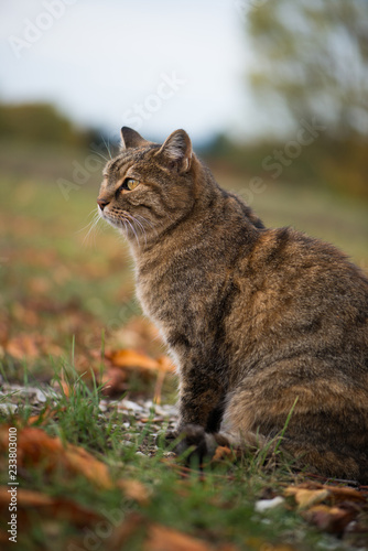 Domestic cat sitting in autumn meadow © DoraZett