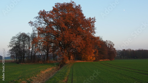 shining autumn tree with colorful red brown leaves