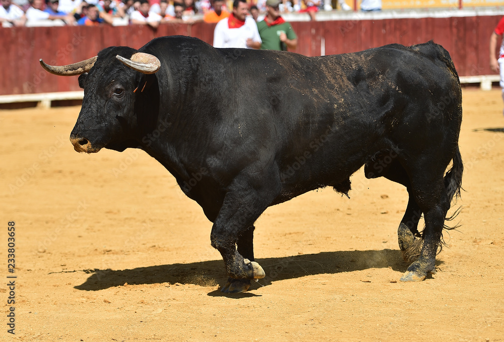 spanish bull running in bullring spanish bull running in bullring