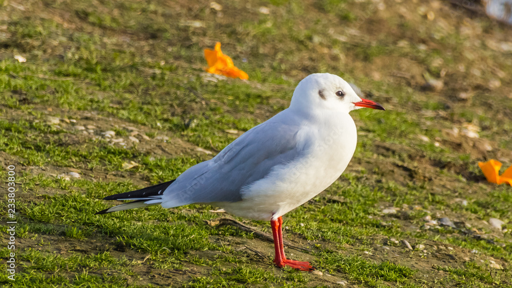 Gull on the ground Gull on the ground