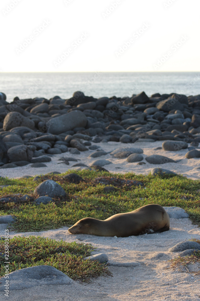 Fototapeta premium Seaside Nap