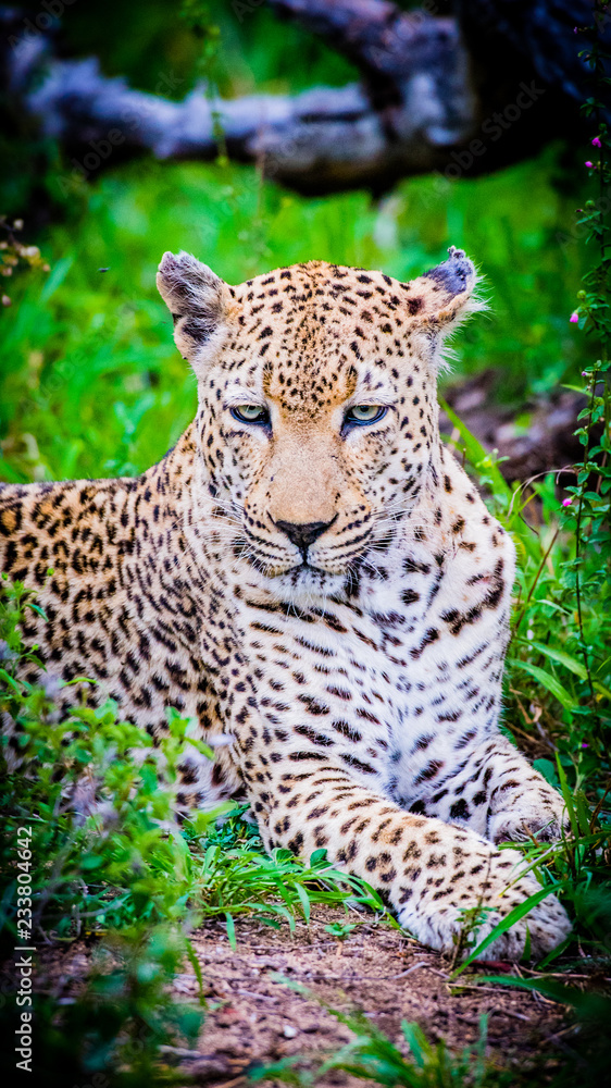 Leopard in South Africa Leopard in South Africa