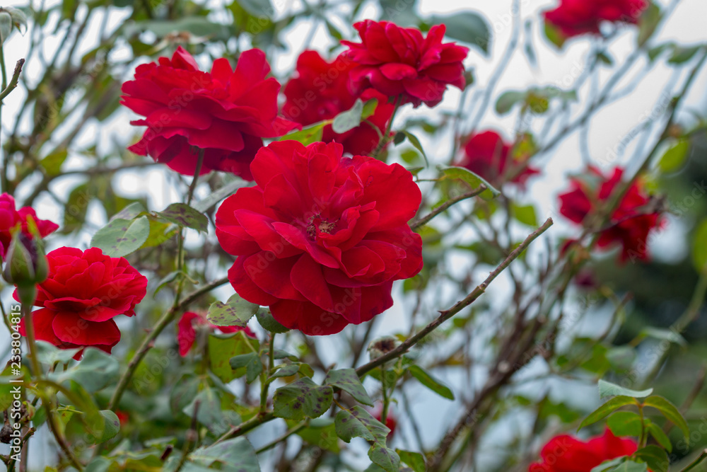 Red rose flowering