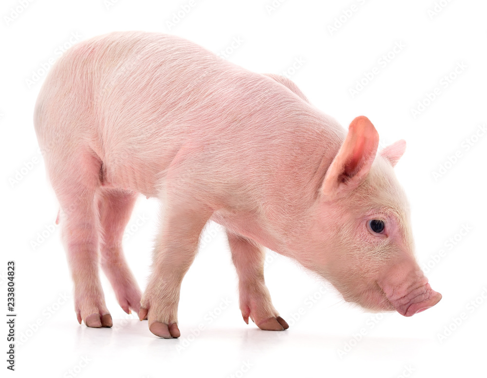 One small piglet. One small piglet.