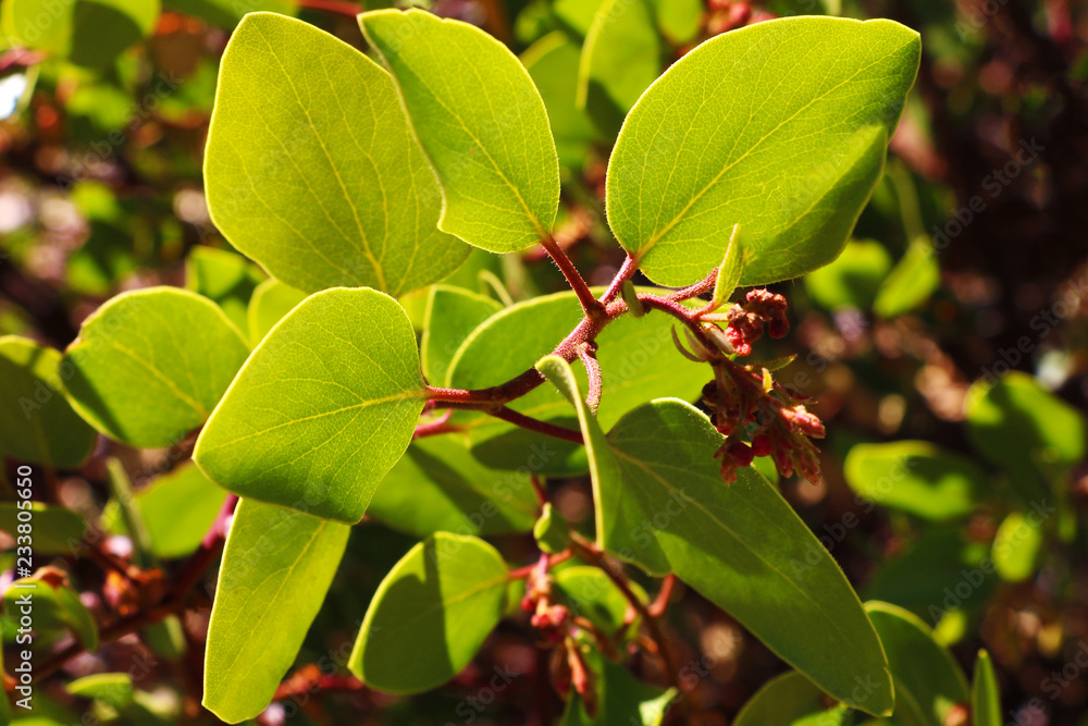 Beautiful view of the leaves of a small plant on a sunny day Beautiful view of the leaves of a small plant on a sunny day