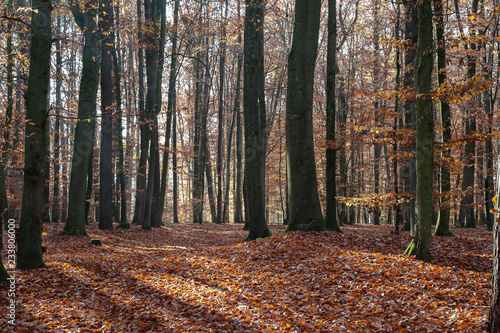 In the autumn forest. Autumn trees in the forest.