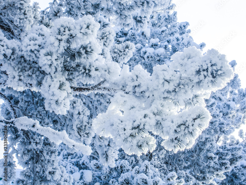 Fototapeta premium frozen pine branch covered with frost
