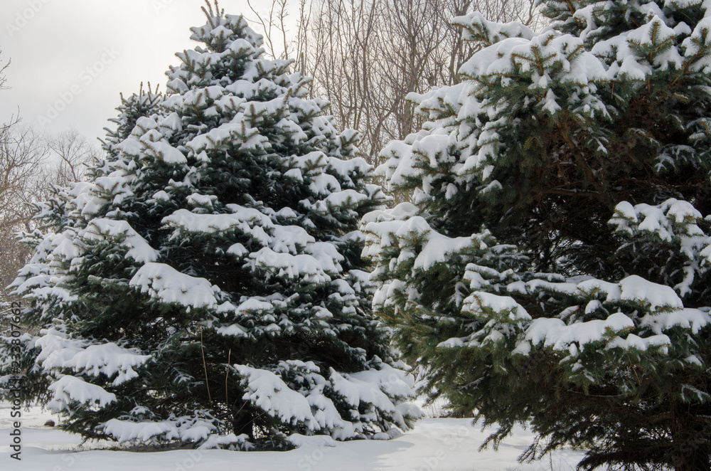 snow covered trees snow covered trees