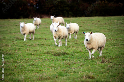 English sheep in a grass field