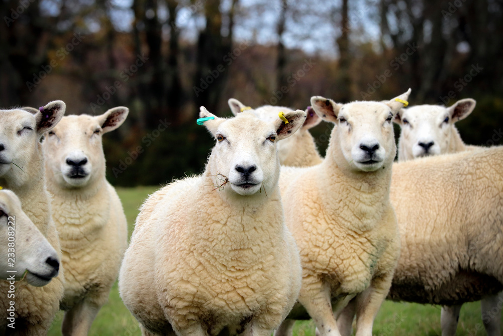 English sheep in a grass field English sheep in a grass field