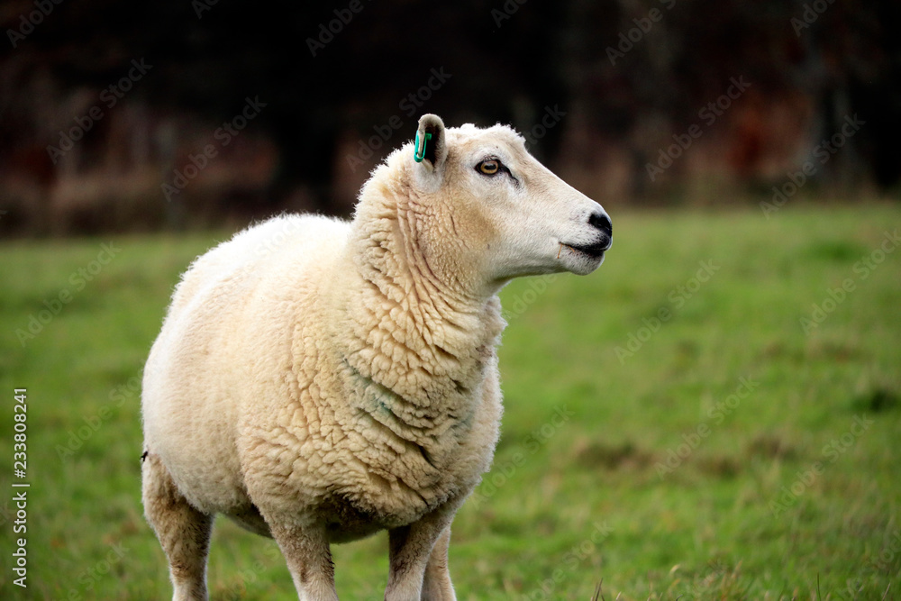 English sheep in a grass field English sheep in a grass field