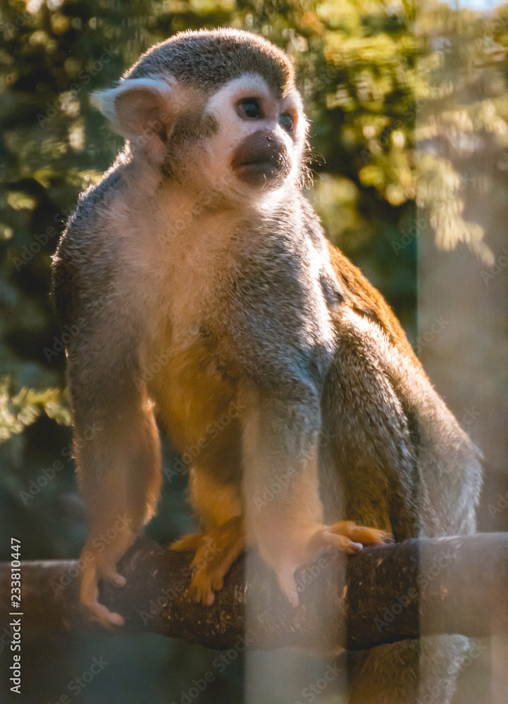 Obraz premium Cute squirrel monkey portrait