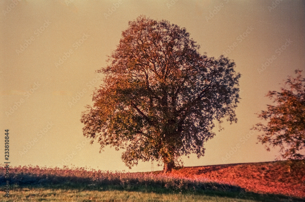 Autumn colors and lonely tree  in the Swiss fields and countryside with analogue photography  - 1