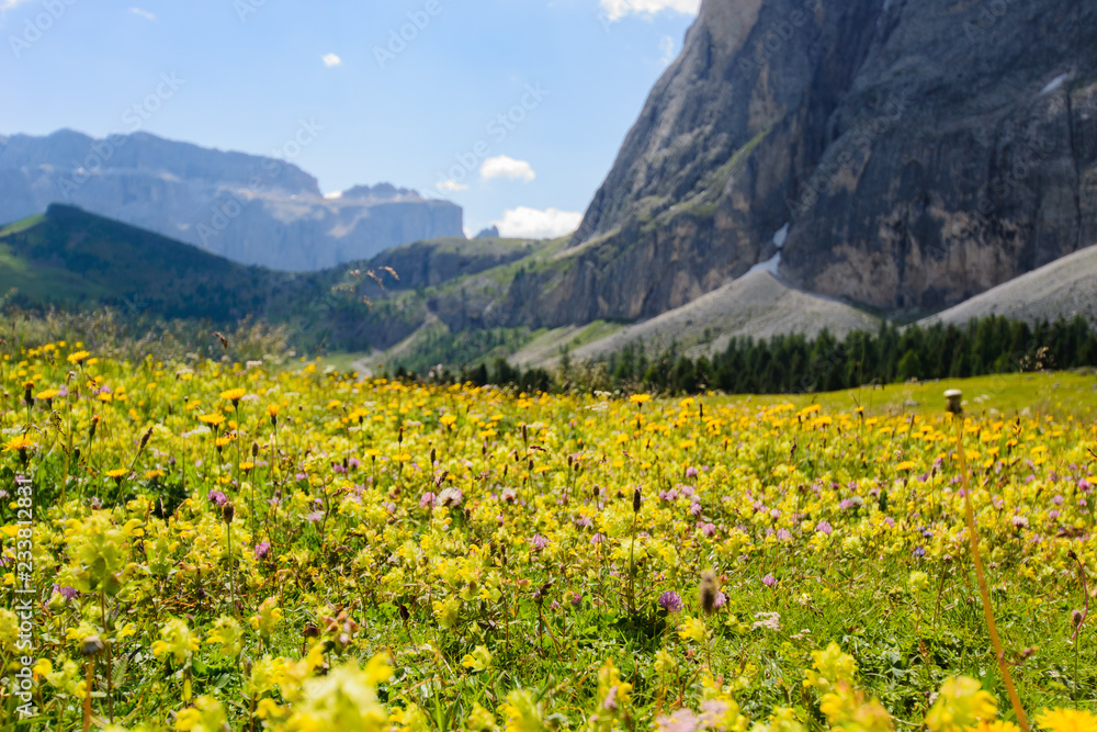 Prato fiorito in giallo sulle Dolomiti ai piedi del Sassolungo