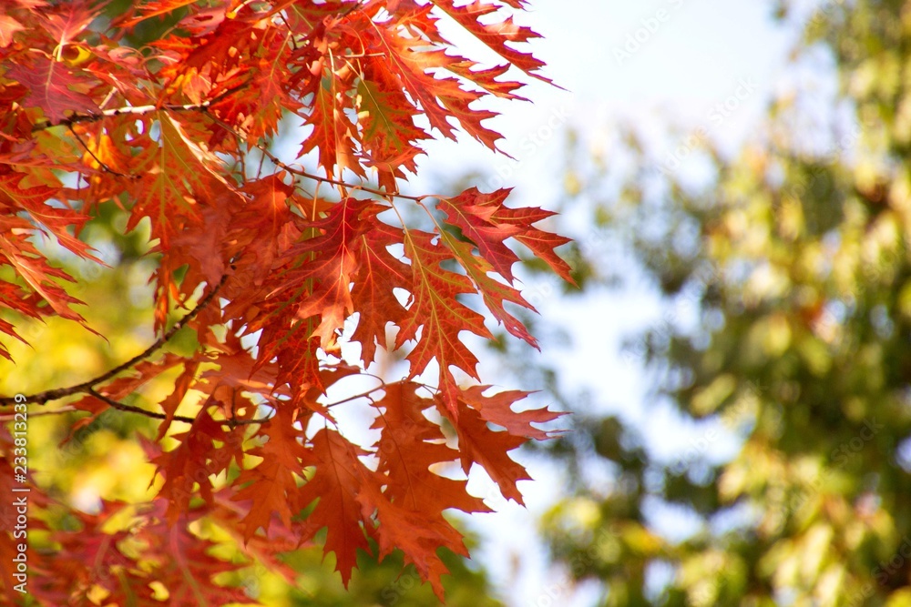 close up of red leaves during autumn sunlight close up of red leaves during autumn sunlight