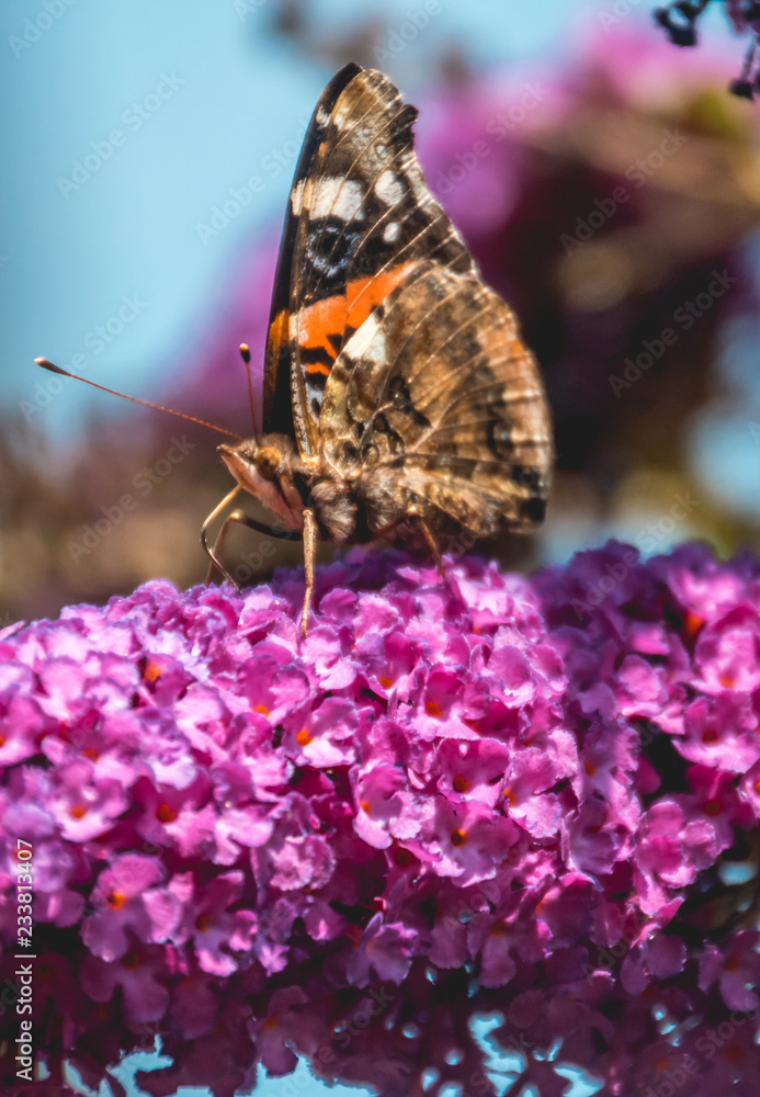 Macro of Red admiral butterfly on flower Macro of Red admiral butterfly on flower