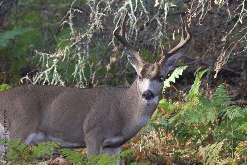 Deer. Shiloh Ranch Regional Park in southeast Windsor includes oak woodlands, forests of mixed evergreens, ridges with sweeping views of the Santa Rosa Plain, canyons, rolling hills, a shaded creek,. photo