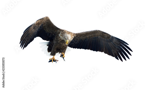 Adult White-tailed eagle with fish in flight. Isolated on White background. Scientific name: Haliaeetus albicilla, the ern, erne, gray eagle, Eurasian sea eagle and white-tailed sea-eagle.