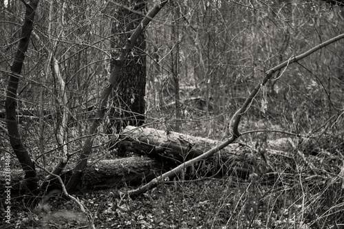 Dark Forest with Fallen Trees