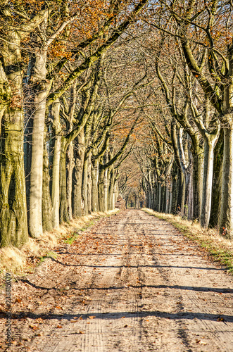 Trre lined dirt road near Zundert, The Netherlands on a sunny day in november photo